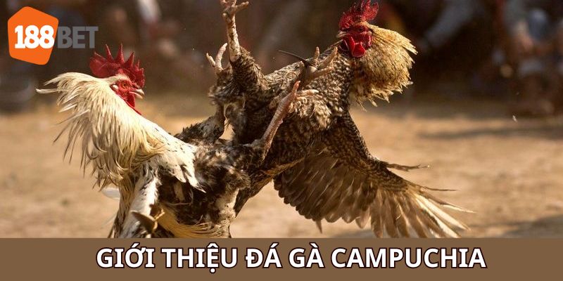 Tìm hiểu chung về Đá gà Campuchia trực tuyến